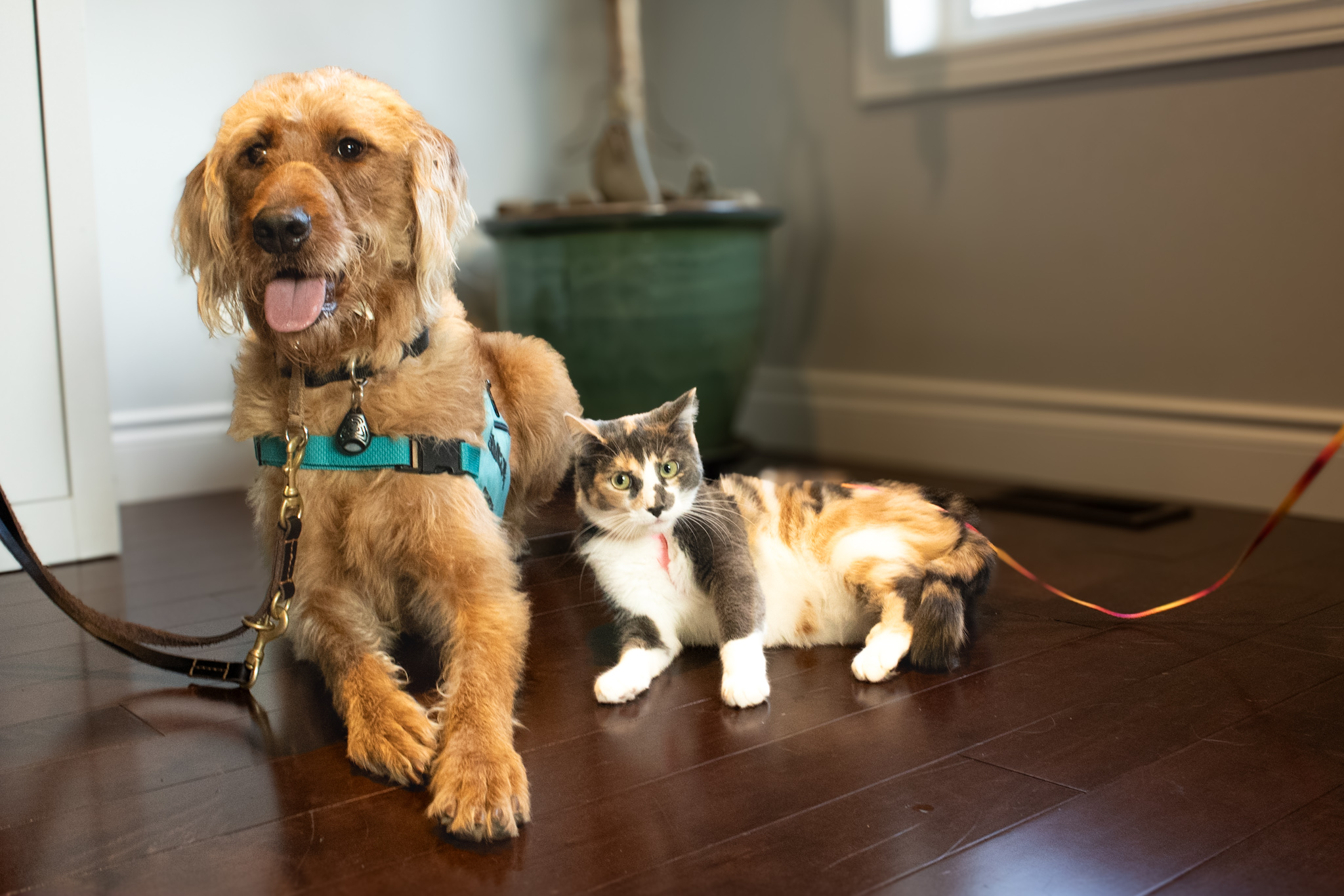 service dog with cat