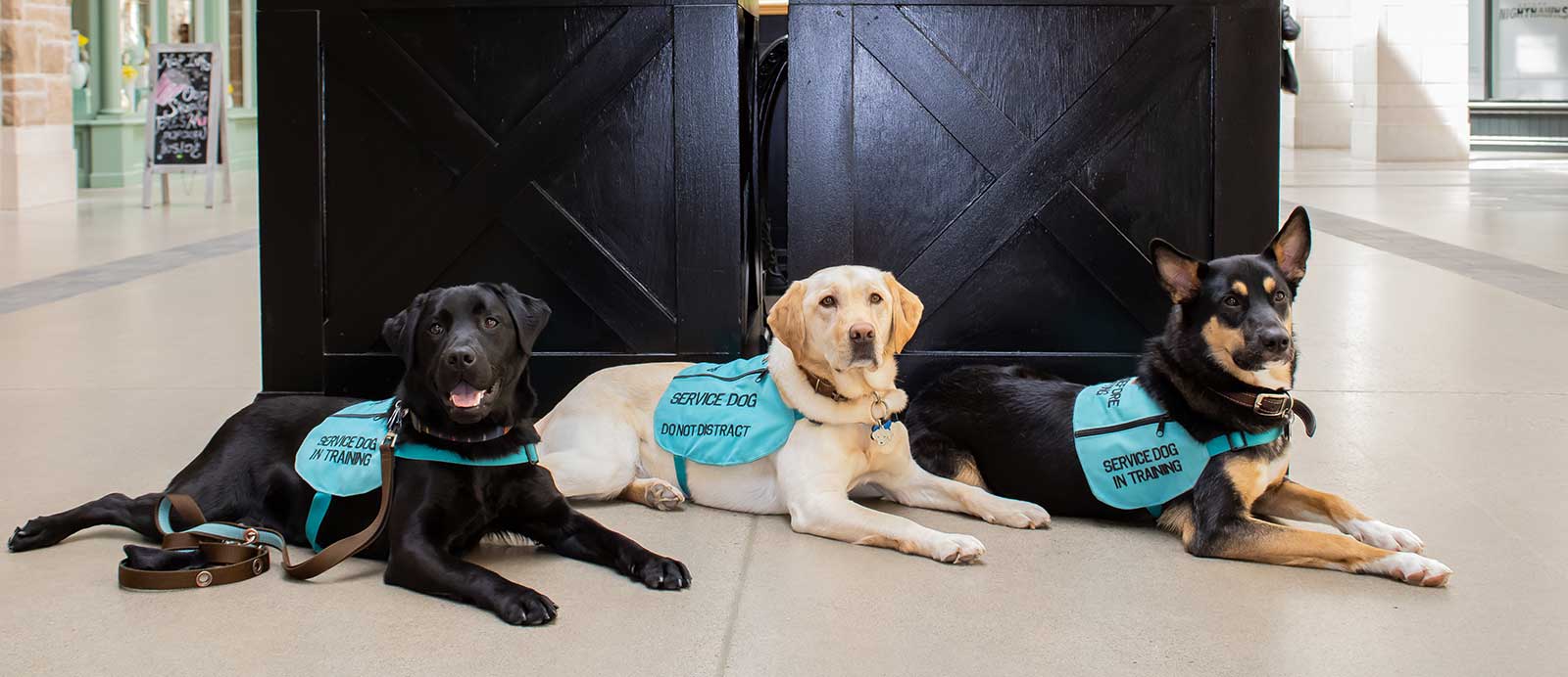 contact us service dogs