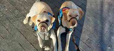 yellow lab service dogs
