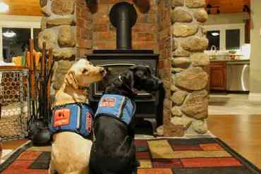 black lab and yellow lab service dogs