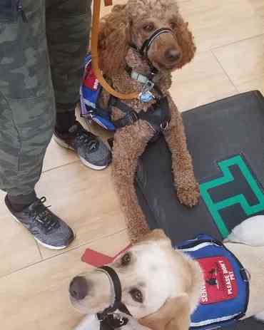 poodle and ytellow lab service dogs